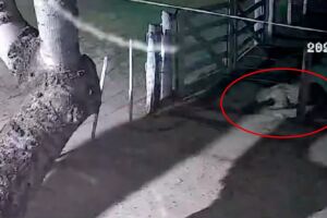 On&ccedil;a-pintada &eacute; flagrada atacando e carregando cachorro para mata em ch&aacute;cara de Corumb&aacute; (v&iacute;deo)