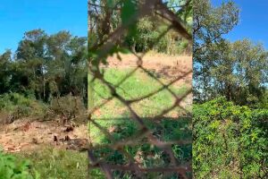 Moradores temem que corte de &aacute;rvores deixe animais sem abrigo na F&aacute;bio Zahran (v&iacute;deo)