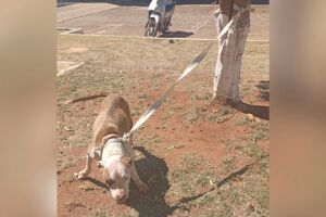 Pitbull escapa e ataca outros animais em condom&iacute;nio no Carioca 