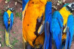 Arara &eacute; encontrada morta com tiro de chumbinho em Campo Grande
