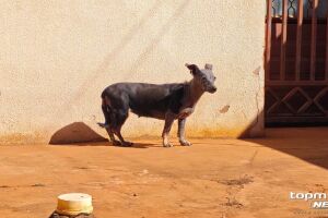 Moradores suspeitam de abandono de cachorro e denunciam morador no Tijuca (v&iacute;deo)