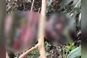 Corpo em avan&ccedil;ado estado de decomposi&ccedil;&atilde;o &eacute; encontrado em fazenda em Caarap&oacute;