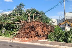 Um dia ap&oacute;s temporal, &aacute;rvore ainda interdita trecho da Avenida Mato Grosso (v&iacute;deo)