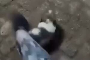 Mulher filma e publica agress&otilde;es contra cachorro em pra&ccedil;a de Aquidauana (v&iacute;deo)