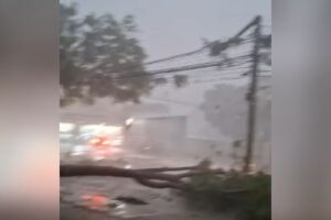 &Aacute;rvore caiu sobre fia&ccedil;&atilde;o e quebrou poste na Avenida Ant&ocirc;nio Maria Coelho (v&iacute;deo)