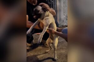 Animal &eacute; encontrado em condi&ccedil;&otilde;es prec&aacute;rias e tutora &eacute; presa por maus-tratos em Aquidauana (v&iacute;deo)
