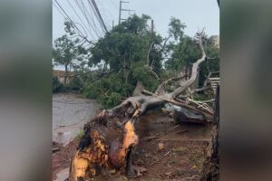 &Aacute;rvore cai em rede el&eacute;trica e moradores permanecem h&aacute; dois dias sem luz no Vila Nasser (v&iacute;deo)