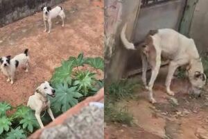 Moradora denuncia c&atilde;es abandonados e morte de animais no Guanandi I (v&iacute;deo)