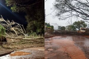 Cinco dias depois de temporal, &aacute;rvore ainda interdita rua no Jardim Itamarac&aacute; (v&iacute;deo)