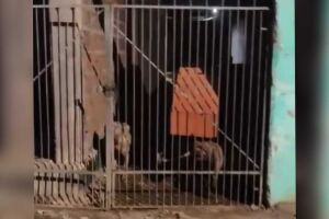 C&atilde;es atacam e matam cachorro em obra no Santa Em&iacute;lia; moradores temem novos ataques (v&iacute;deo)