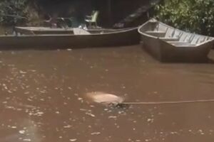 Corpo de homem &eacute; encontrado boiando no Rio Miranda, entre Anast&aacute;cio e Bonito