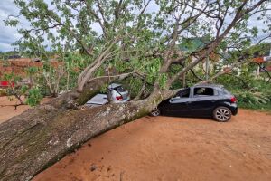 &Aacute;rvore cai sobre carros e quase atinge fam&iacute;lia com duas crian&ccedil;as em Campo Grande (v&iacute;deo)