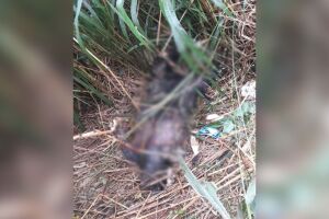 Corpo carbonizado e sem bra&ccedil;os e pernas &eacute; encontrado em terreno baldio da fronteira