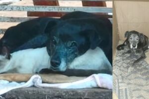 Cachorro idoso &eacute; atropelado e motorista foge sem prestar socorro no Tijuca (v&iacute;deo)