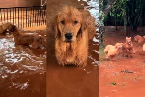 Animais ficaram molhados, mas aproveitaram a lama para brincar depois