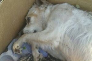 Mesmo sem denúncia formal, Decat investiga local de 'desova' de animais