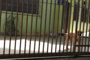 Polícia nega maus-tratos a cachorro no Jardim São Bento