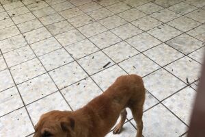 Família muda de casa e abandona cachorro no Jardim São Bento