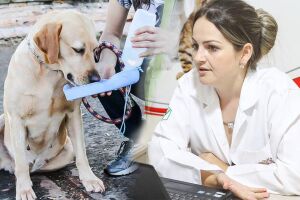 Em pleno verão e altas temperaturas em MS, veterinária alerta para cuidados com pets