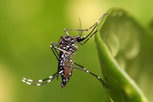 Camapuã tem alta incidência de casos de dengue