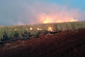 Usina sucroenergética é multada em R$ 25 mil por incêndio em lavoura de cana