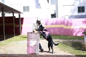 Cães ajudam Bombeiros em operações de busca, resgate e salvamento