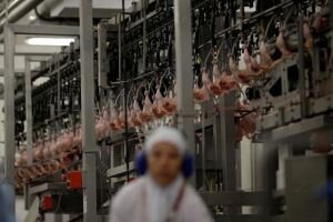 Chile, China e Egito anunciam retomada da importação de carne brasileira