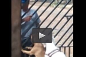 Vídeo: homem é flagrado 'recebendo sexo oral' de cachorro em portão de residência