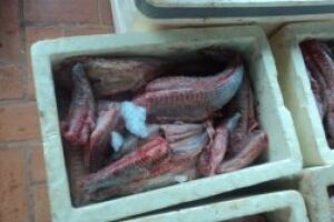 Carga de pescado ilegal é apreendida em MS