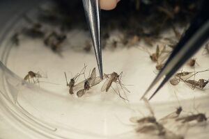 Ministério declara fim da emergência em saúde pública por zika e microcefalia