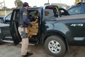 PRF apreende mais de 1t de maconha, recupera veículo roubado e prende traficante