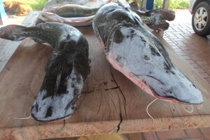 PMA autua turistas mineiros em R$ 2,4 mil por transporte ilegal de 48 kg de pescado