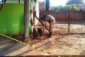 Animais silvestres são resgatados perambulando pela cidade