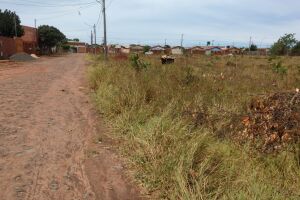 Cenário de estupros, terrenos no José Tavares são tomados pelo mato e preocupam moradores