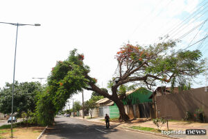 Com árvore prestes a cair, moradora diz que aguarda a prefeitura há meia década