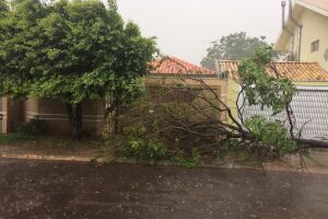 Chuva derruba temperaturas e vento forte causa queda de árvores na Capital