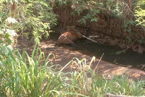 Cavalo tentou beber água e morreu enforcado