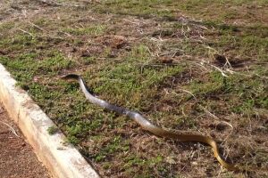 Animal foi solto em área nativa