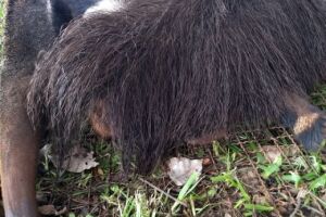 Tamanduá-bandeira atropelado em rodovia é resgatado pela Ambiental
