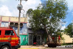 Vendaval do fim de semana derruba árvore de 15 metros no Círculo Militar