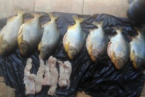 Com carne de jacaré, quatro pescadores são autuados em R$ 13 mil