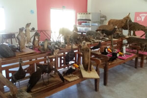 PMA taxidermiza 60 animais que farão parte do museu de Corumbá