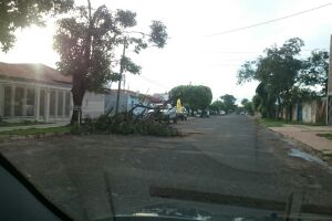Árvore está caída na rua há 20 dias, dizem moradores
