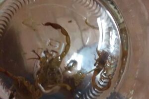 Escorpiões tiram o sossego de uma família na Capital