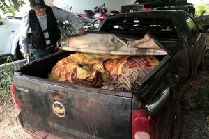 Gado adulto estava abatido em carroceria de picape