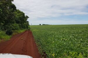 Fazendeira de Campo Grande é multada em R$ 32 mil por desmatamento ilegal