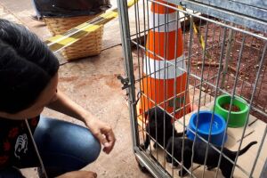 98 animais ganharam novo lar em feira de adoção no CCZ