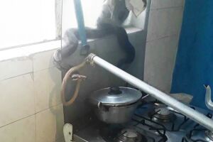 Guarnição capturou a cobra
