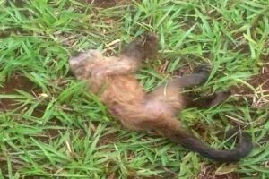 Macaco foi achado morto na região de Maracaju