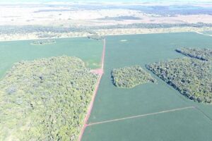 PMA autua em R$ 28 mil produtor rural por desmatamento ilegal